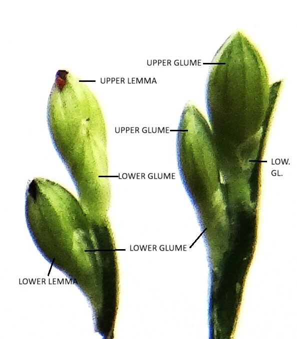  Spikelets